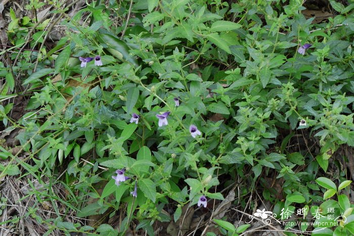 毛麝香Adenosma glutinosum 毛麝香Adenosma glutinosum