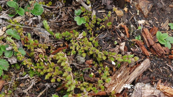 鞭打绣球Hemiphragma heterophyllum 鞭打绣球Hemiphragma heterophyllum