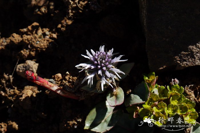 云南兔耳草Lagotis yunnanensis