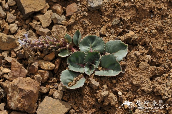 云南兔耳草Lagotis yunnanensis 云南兔耳草Lagotis yunnanensis
