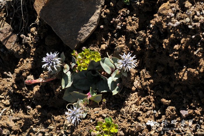 云南兔耳草Lagotis yunnanensis