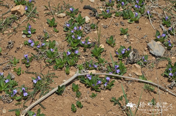 肉果草Lancea tibetica 肉果草Lancea tibetica