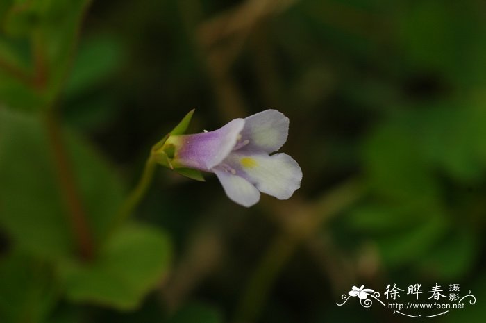 长蒴母草Lindernia anagallis 长蒴母草Lindernia anagallis