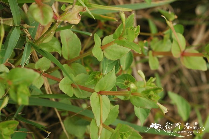 长蒴母草Lindernia anagallis 长蒴母草Lindernia anagallis