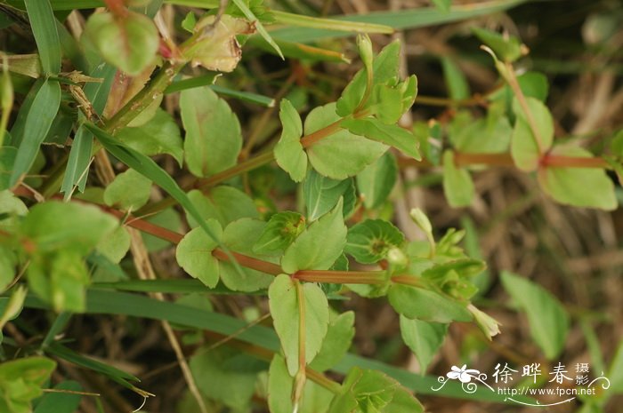 长蒴母草Lindernia anagallis