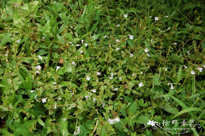 长蒴母草Lindernia anagallis 长蒴母草Lindernia anagallis