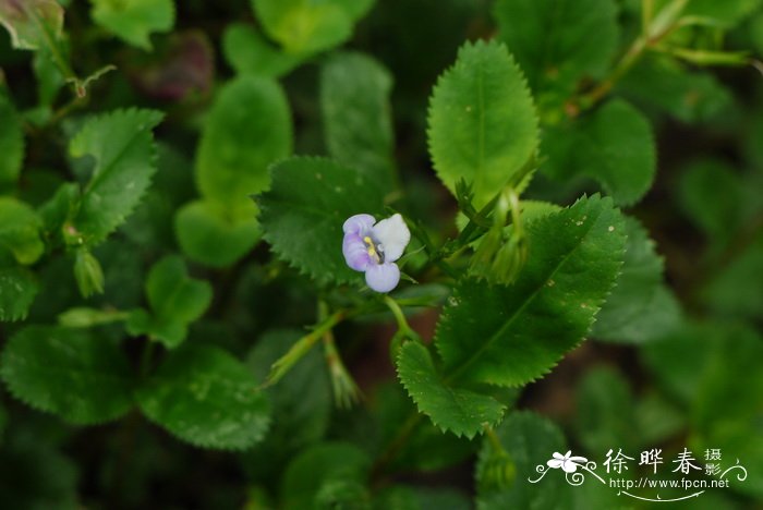 刺齿泥花草Lindernia ciliata 刺齿泥花草Lindernia ciliata
