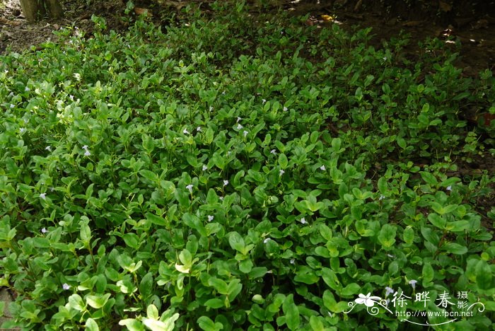 刺齿泥花草Lindernia ciliata 刺齿泥花草Lindernia ciliata