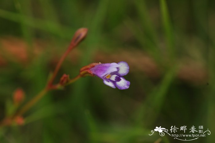 母草Lindernia crustacea 母草Lindernia crustacea