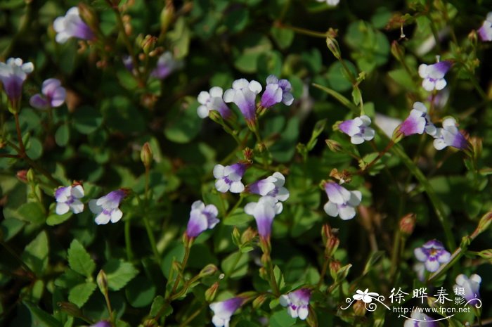 母草Lindernia crustacea 母草Lindernia crustacea