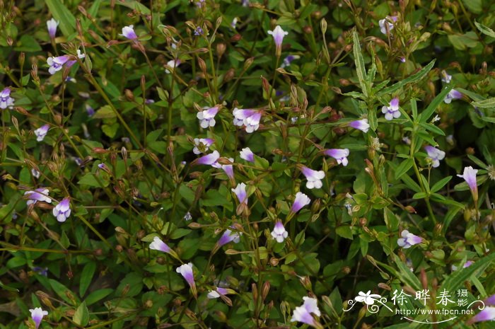 母草Lindernia crustacea 母草Lindernia crustacea