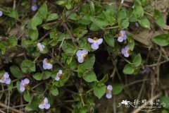 细茎母草Lindernia pusilla
