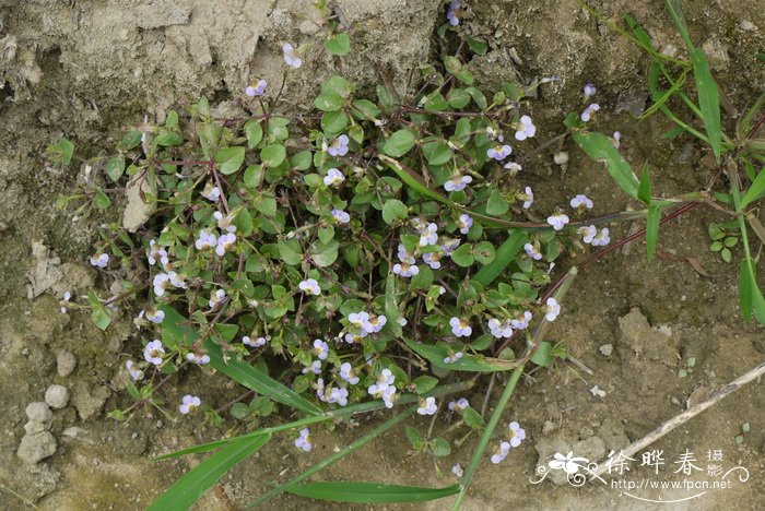 细茎母草Lindernia pusilla