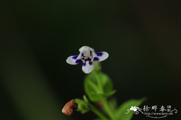 圆叶母草Lindernia rotundifolia 圆叶母草Lindernia rotundifolia