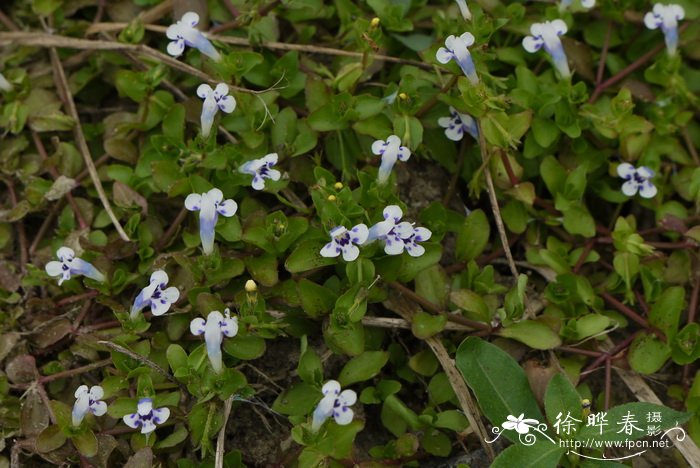 圆叶母草Lindernia rotundifolia