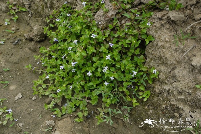 圆叶母草Lindernia rotundifolia