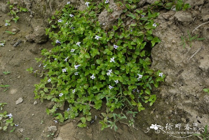 圆叶母草Lindernia rotundifolia 圆叶母草Lindernia rotundifolia