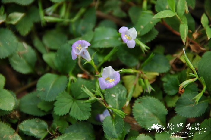 旱田草Lindernia ruellioides 旱田草Lindernia ruellioides