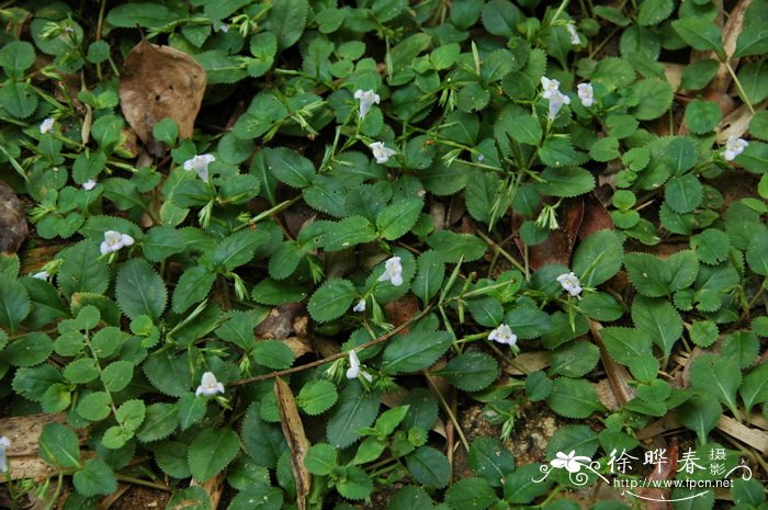 旱田草Lindernia ruellioides