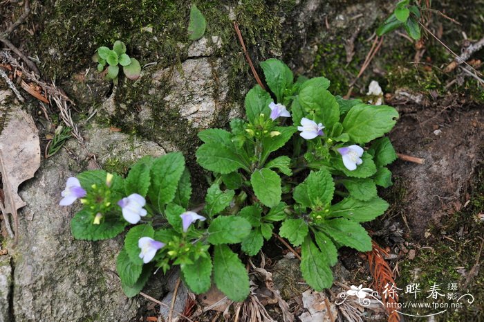 早落通泉草Mazus caducifer