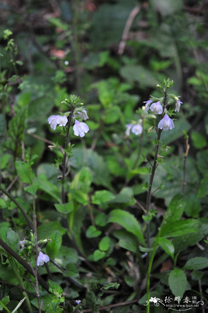 早落通泉草Mazus caducifer 早落通泉草Mazus caducifer