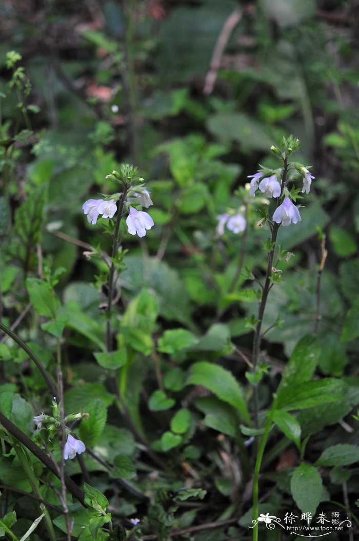 早落通泉草Mazus caducifer