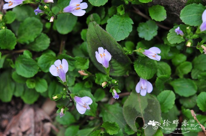 匍茎通泉草Mazus miquelii 匍茎通泉草Mazus miquelii
