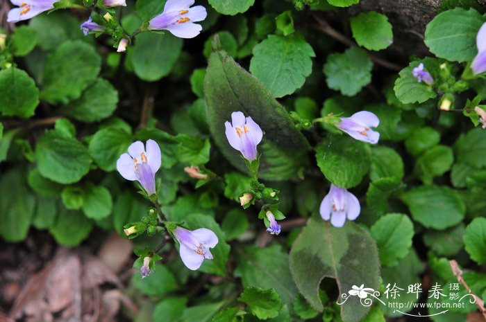 匍茎通泉草Mazus miquelii