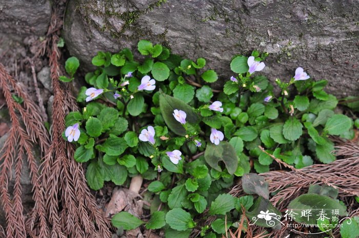 匍茎通泉草Mazus miquelii 匍茎通泉草Mazus miquelii