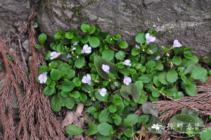 匍茎通泉草Mazus miquelii