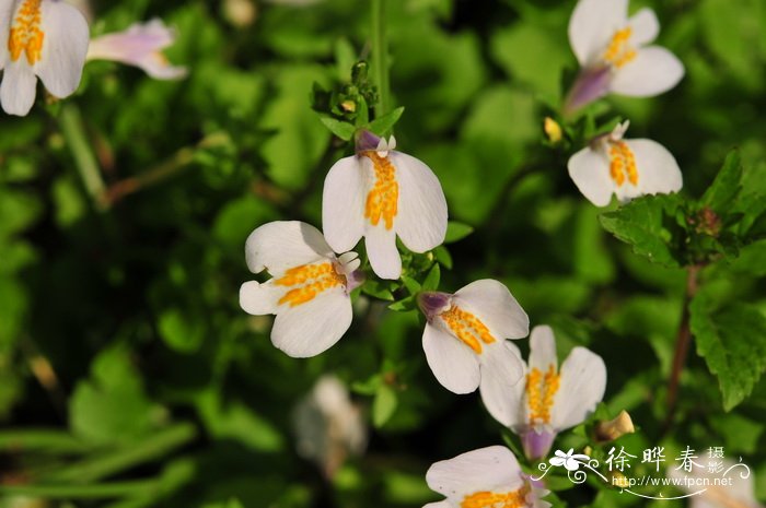 弹刀子菜Mazus stachydifolius 弹刀子菜Mazus stachydifolius