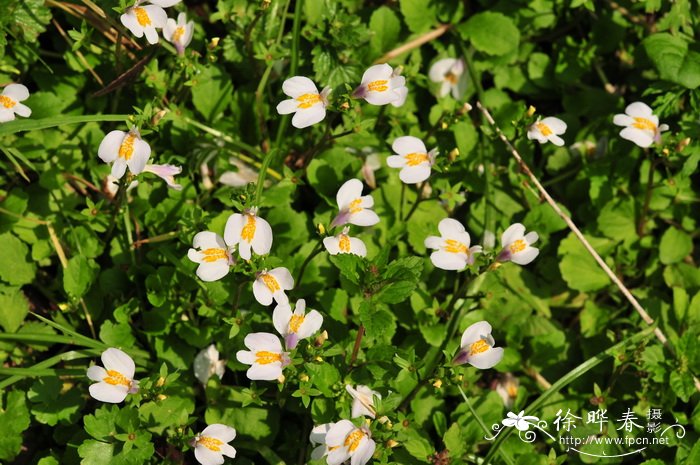 弹刀子菜Mazus stachydifolius 弹刀子菜Mazus stachydifolius
