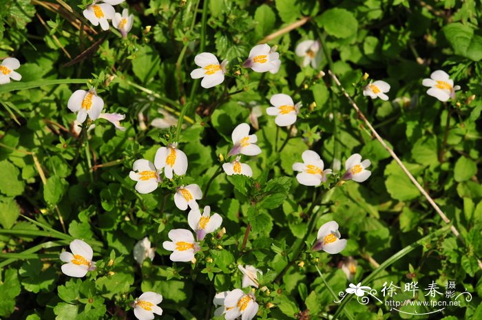 弹刀子菜Mazus stachydifolius