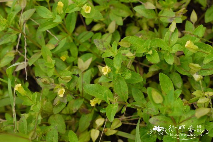 过长沙舅Mecardonia procumbens 过长沙舅Mecardonia procumbens