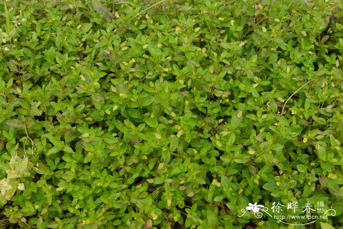 过长沙舅Mecardonia procumbens 过长沙舅Mecardonia procumbens