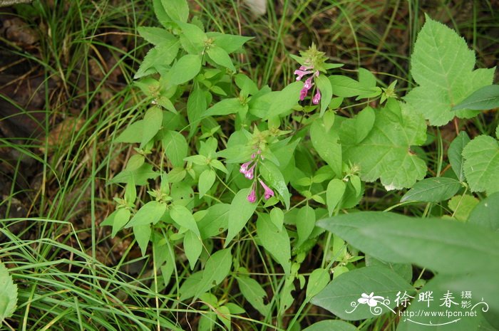 山罗花Melampyrum roseum