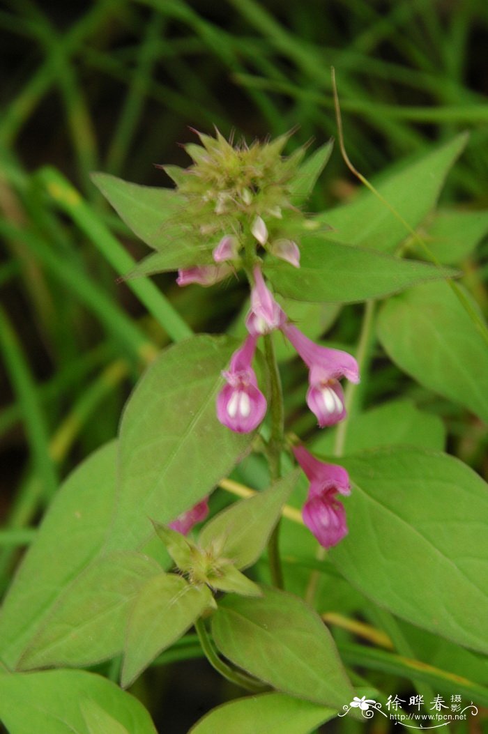 山罗花Melampyrum roseum 山罗花Melampyrum roseum