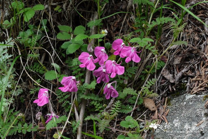 藓生马先蒿Pedicularis muscicola