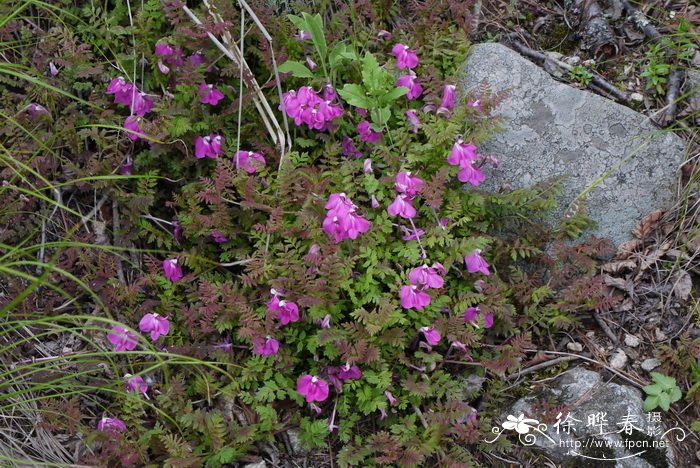 藓生马先蒿Pedicularis muscicola 藓生马先蒿Pedicularis muscicola