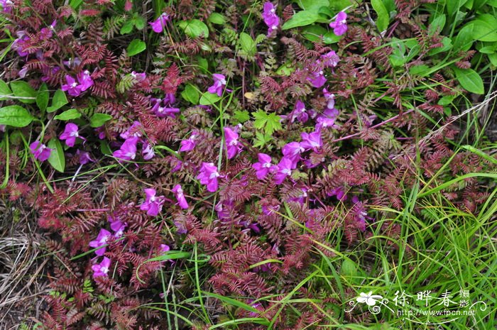 藓生马先蒿Pedicularis muscicola 藓生马先蒿Pedicularis muscicola
