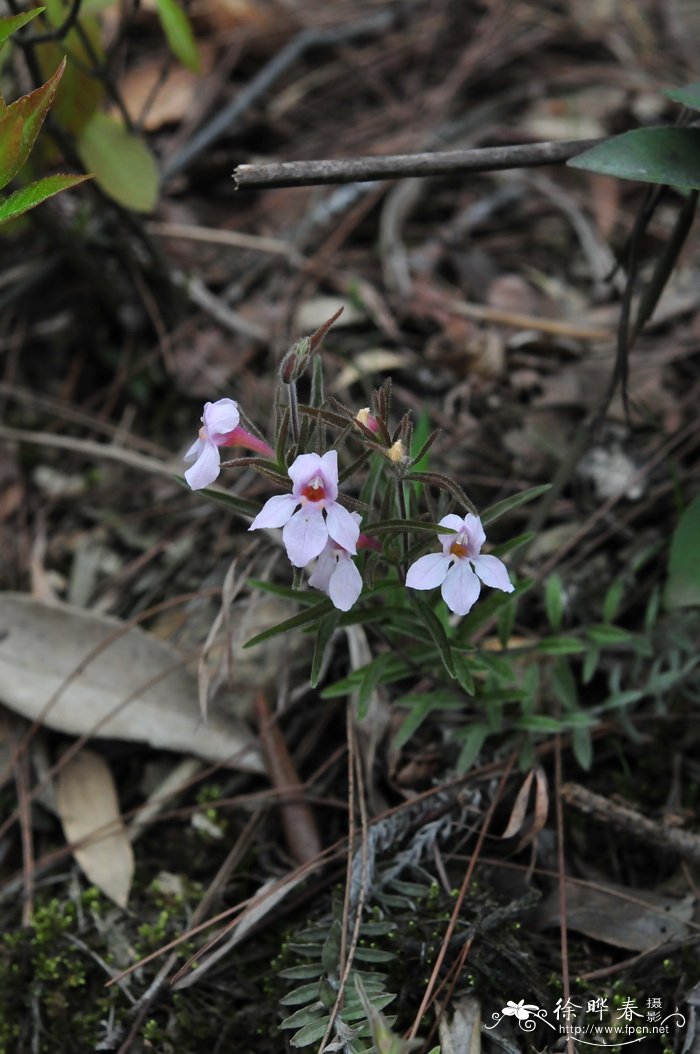 棉毛鹿绒草Monochasma savatieri 棉毛鹿绒草Monochasma savatieri