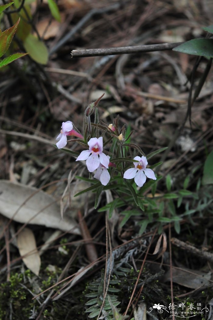 棉毛鹿绒草Monochasma savatieri