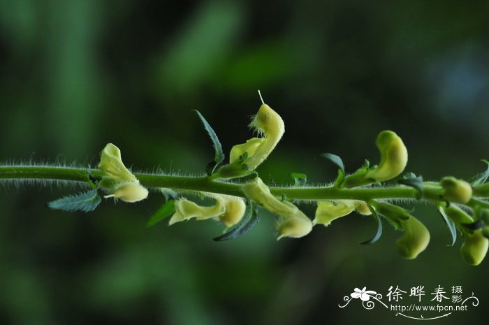 美观马先蒿Pedicularis decora 美观马先蒿Pedicularis decora