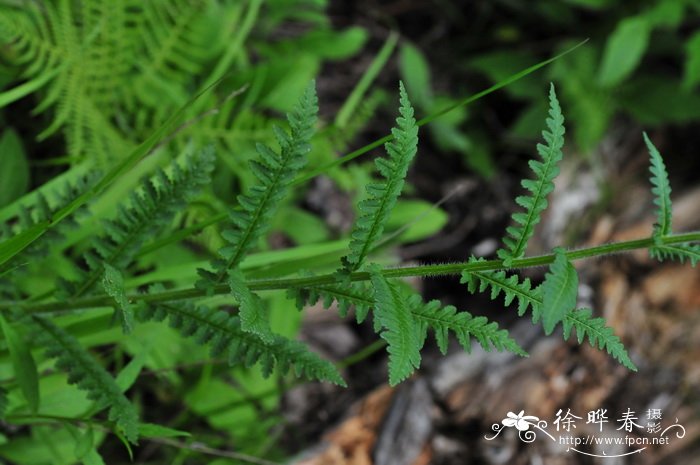 美观马先蒿Pedicularis decora 美观马先蒿Pedicularis decora