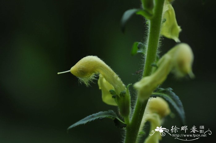 美观马先蒿Pedicularis decora