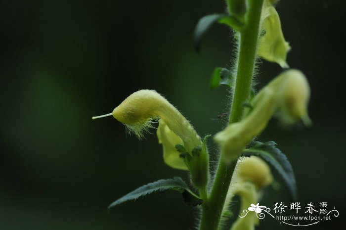 美观马先蒿Pedicularis decora 美观马先蒿Pedicularis decora