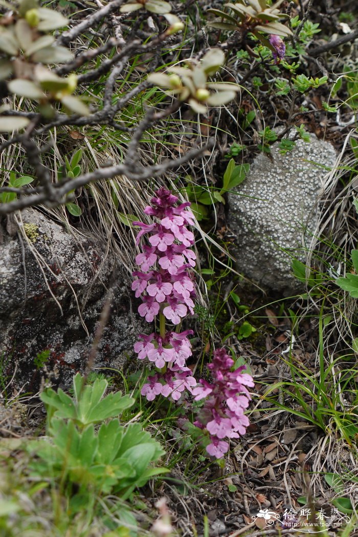 条纹马先蒿Pedicularis lineata 条纹马先蒿Pedicularis lineata