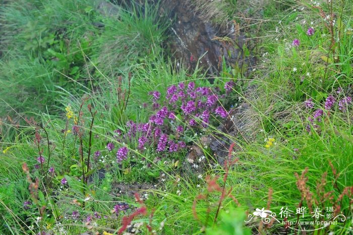 条纹马先蒿Pedicularis lineata 条纹马先蒿Pedicularis lineata