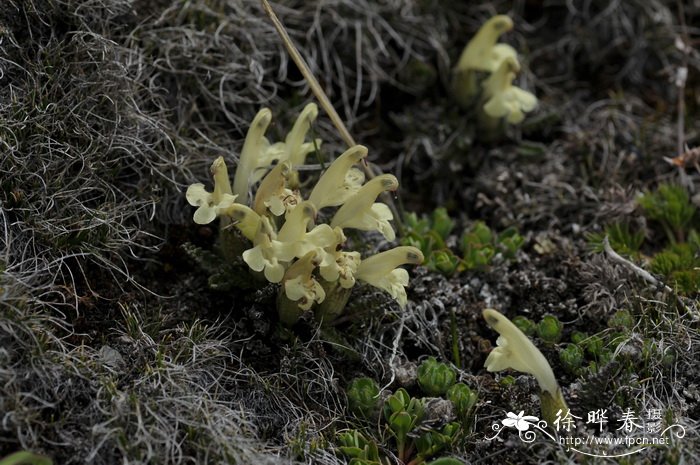 藓状马先蒿Pedicularis muscoides 藓状马先蒿Pedicularis muscoides