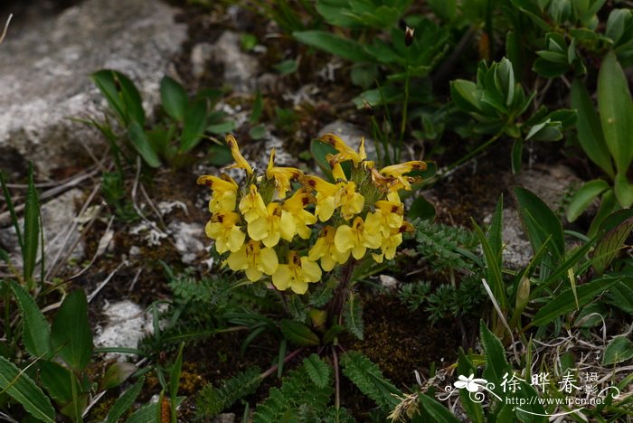 中国欧氏马先蒿Pedicularis oederi var. sinensis